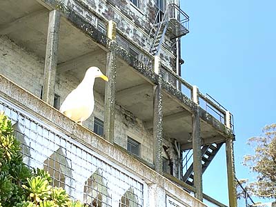 Alcatraz seagull