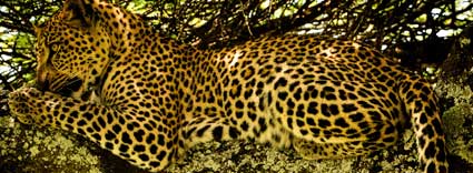 Leopard