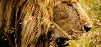 Lion head