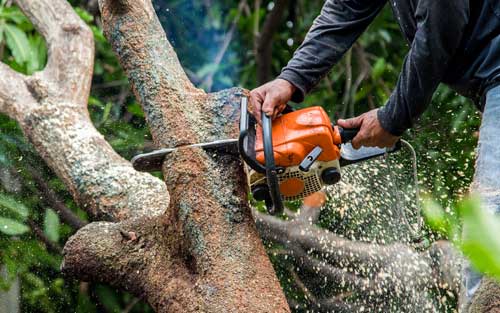 Chainsawing