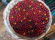 Antigua, Ripe coffee cherries