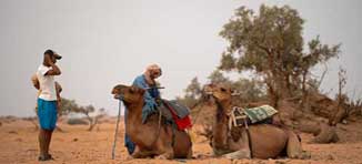 Camels