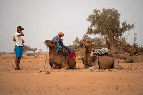 sarah-camels