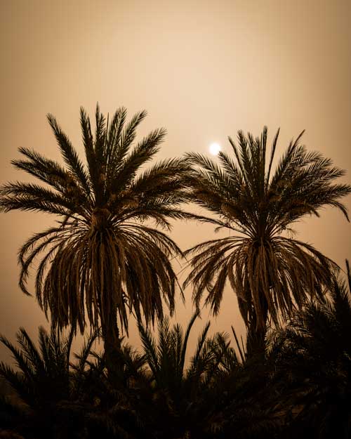 palm-trees