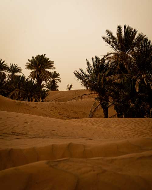 sahara-palm-trees
