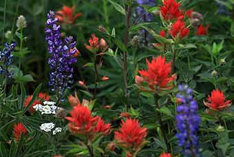 Highline Road wildflowers
