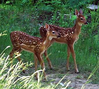 Blue Mountains, fawns