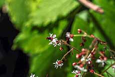 John Day - Brook saxifrage