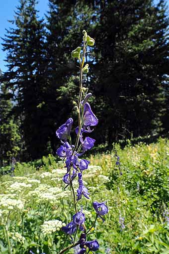 John Day - Columbian monkshood
