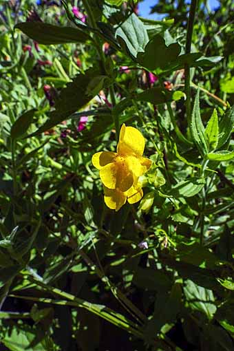 John Day - Common monkey flower