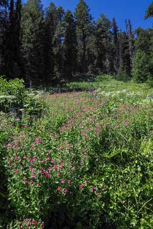 John Day field with a blend of colors