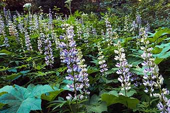 John Day - Lupine