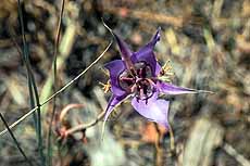 John Day - Mariposa lily