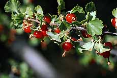 John Day -Wax currant
