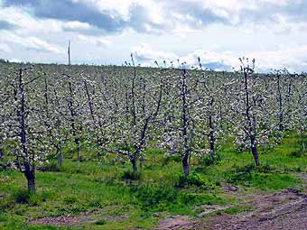 Apple orchard