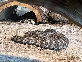 High Desert Museum coiled rattlesnake