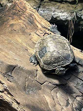 High Desert Museum turtle on a log