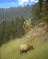 Elk