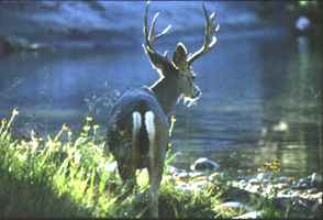 Mule deer