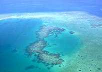 Reef