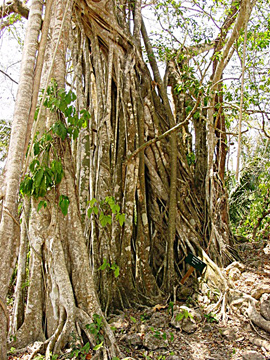 StranglerFig