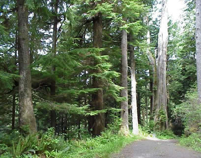 Lush Forest Surrounds Cannon Beach