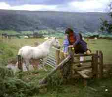 Fence and Horse