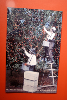 Washington State apple harvesters in the mid-1900s