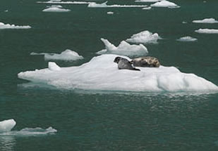 Seal on ice