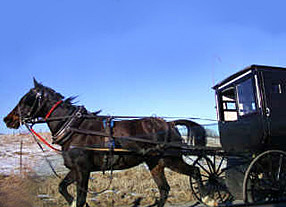 Amish horse & buggy
