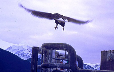 Steward Bald Eagle