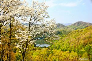 Smokey Mountain dogwoods and lake