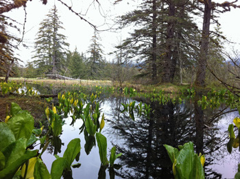 Point Bridget Trail Scene