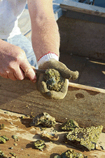 Oyster fisherman shucks fresh oyster for a snack.