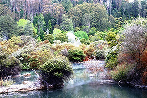 Whakarewarewa Te Roto A Tamahek