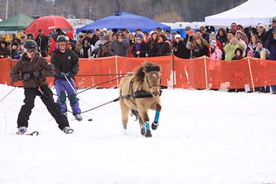 Skijoring_miniature_horse