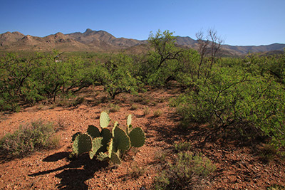 Arizona Dos Cabezas Property View