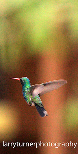 Arizona Magnificent Hummingbird