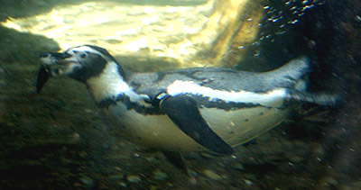 Oregon Zoo Humbolt Pengui n