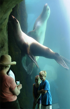 Oregon Zoo Stellar Sea Lions