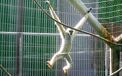 Oregon Zoo white-cheeked gibbon