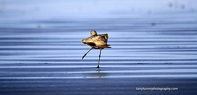 CA bird surf dance