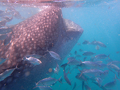 Whale shark eating