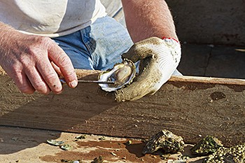 Oyster shucking