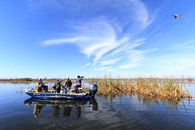 Watching birds on a Louisiana eco tour