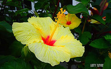 Maui hibiscus