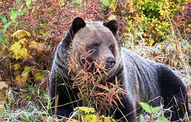 Golden, BC grizzly bear