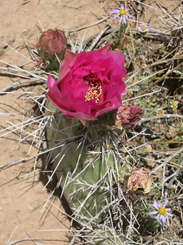 Cataract Canyon flower