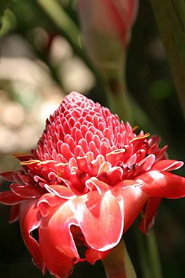 Anthurium