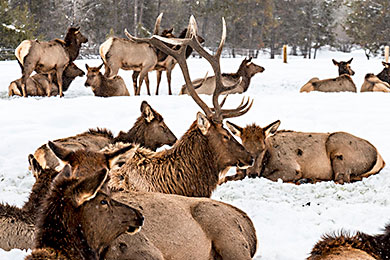 Idaho elk bull